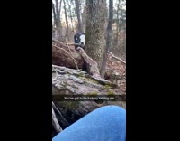 Random cow in woods staring at camper 