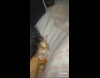 Collab BitchIG2 - Big dog laying on top of orange cat in bed 