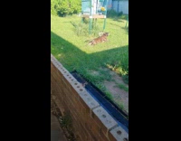 Dog plays at yard does army crawl