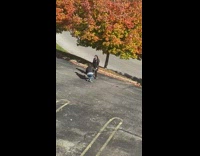 Girl jacket tree fall boyfriend on ground