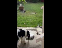 Collab BitchMP - Dogs playing with water press sprinkler 