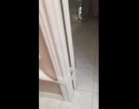 Small white dog runs unravels toilet paper 