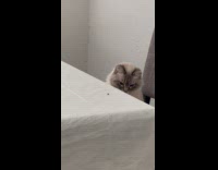 Cat staring and meowing angrily at fly