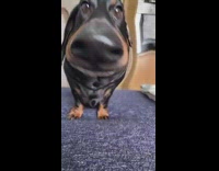 Small black dog with wide nose filter woman laughs