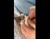 Grey white puppy dog blanket jeans 