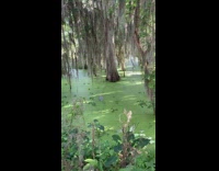 Collab DiscoveranimalIG - Bird hunts catches fish in pond water