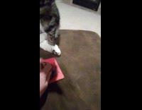 Cat sit look at fidget spinner toy