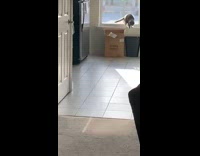 Cat jumps down from windowsill croaking noise 