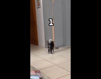 Collab Clips MPUGC - Cat spinning trying to remove string from tail