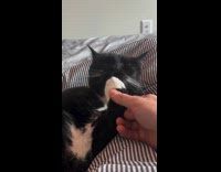 Black cat licking paw held by owner