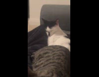 Two cats between leg sleep then fight
