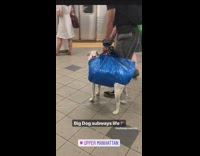 Man walks white dog in blue ikea bag in subway station
