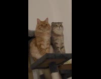 Orange and gray cat sit on cat tower