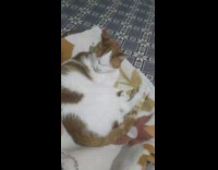 Orange white cat on rug eyes closed