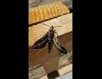 Moth on wood wiggle its wings trippy