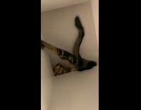 Cat crawls behind shelf into yellow box