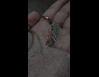 Small crab on the palm of the filmers hand