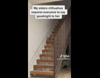 Collab BitchMP - Dog waits on stairs for goodnight