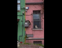 Compilation of cats in Istanbul 