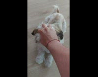 Pet dog touched on the head by filmer