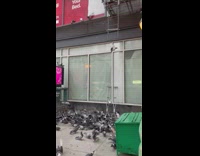 Birds reunite along the street in NY in the morning 