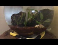 Tiny fish swims toward laser 