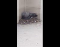 Filmer show pigeon nest with egg balcony