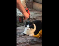 Collab Clips MPUGC - Cat not bothered by drill