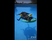 Black dog asleep in pool on floaties