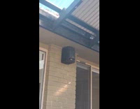 Bird tries to fit inside the speaker