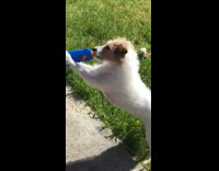 Brown white dog drinks blue water gun