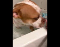 Woman got her dogs underbite on video 