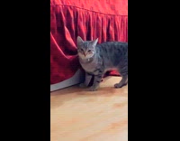 Older cat looks at cat under red bedsheet