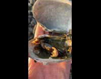 Collab Clips mpugc - Guy shows friend crab pokemon in shell