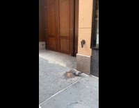 Collab WINY - Pigeon eat peck food on the pavement