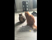 Cat asks lick from cat beside it