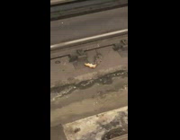 Two rats fight over dropped food on subway tracks 