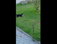 Orange cat hiding in grass from tuxedo cat
