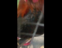 Black red rooster bird sits in cage 