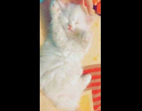 White kitten eyes closed lick its fur