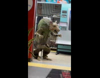 Giant animatronic zombie rat at dispensary subway