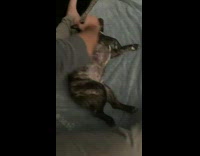 Pug gets scrubbed feels ticklish shake legs