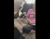Dog lay on sofa touch face of grandma