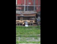 Racoons taking over cat complex at park
