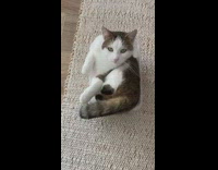 Brown cat lays down inside plastic container