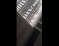 Bird chirps and imitates the sneeze sound