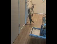 Cat stands watches white washer spin laundry