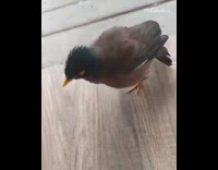 Girl has conversation with brown black bird 