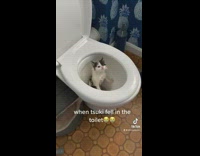 Small black and white kitten fell into toilet wet 