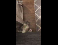 Compilation cat hits scissors chases red laser